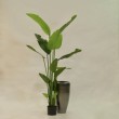 Pianta finta di strelizia h 180cm