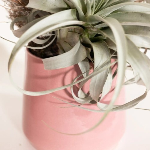 Vaso rosa tondo lucido svasato sulla base - vendita online su In-Vasi